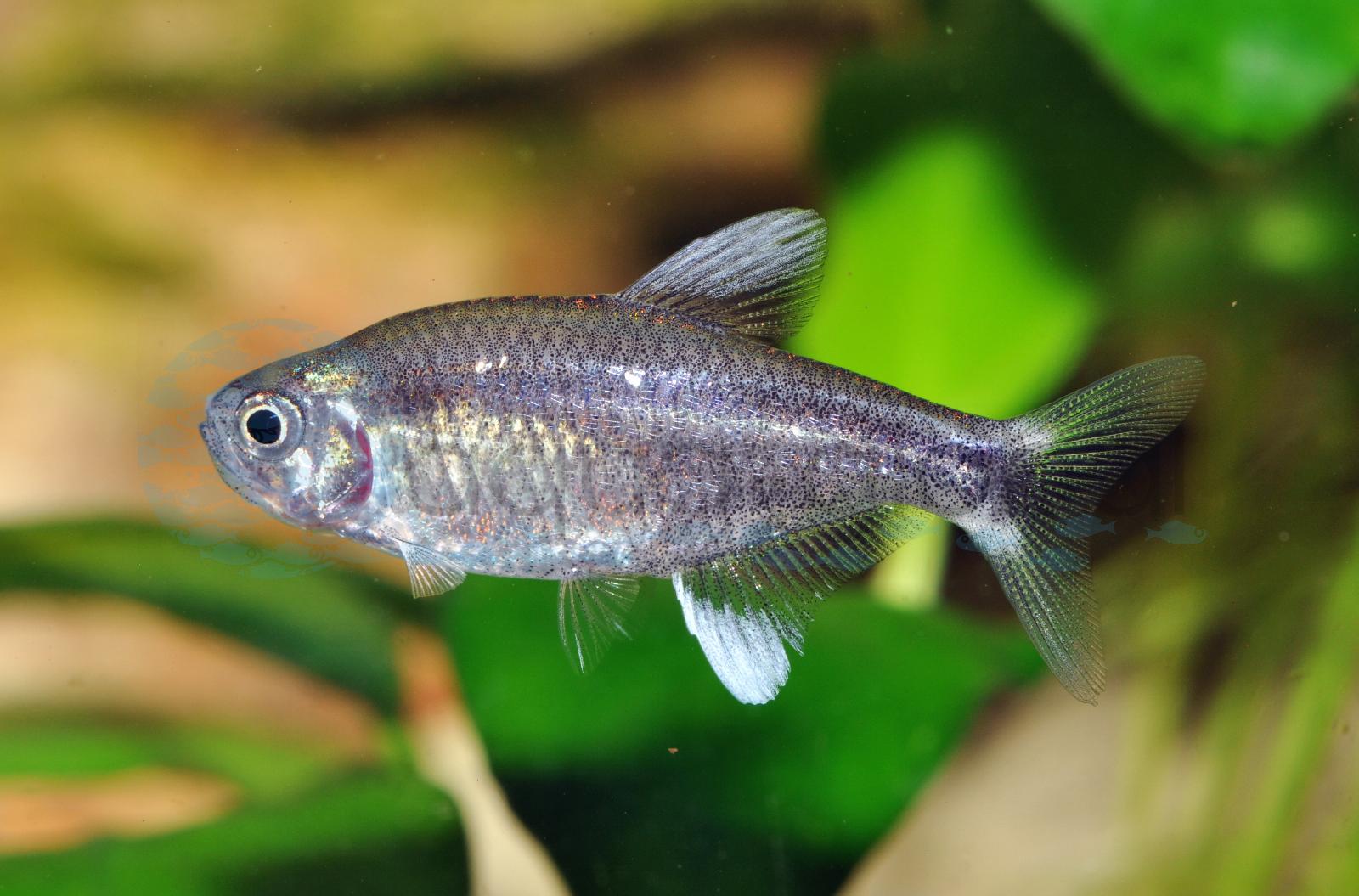 Schmetterlingssalmler (Hyphessobrycon negodagua)