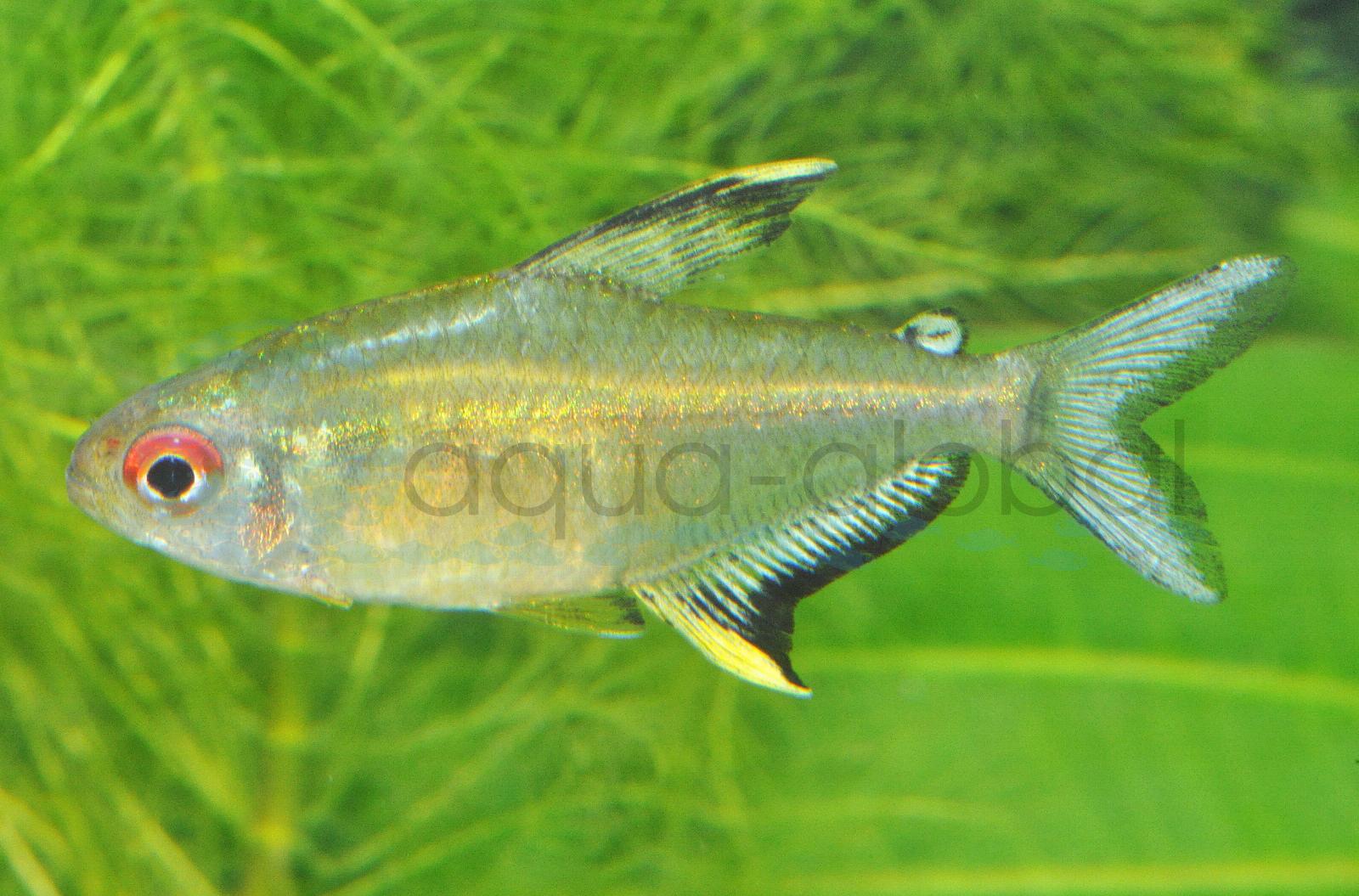 Zitronensalmler (Hyphessobrycon pulchripinnis)
