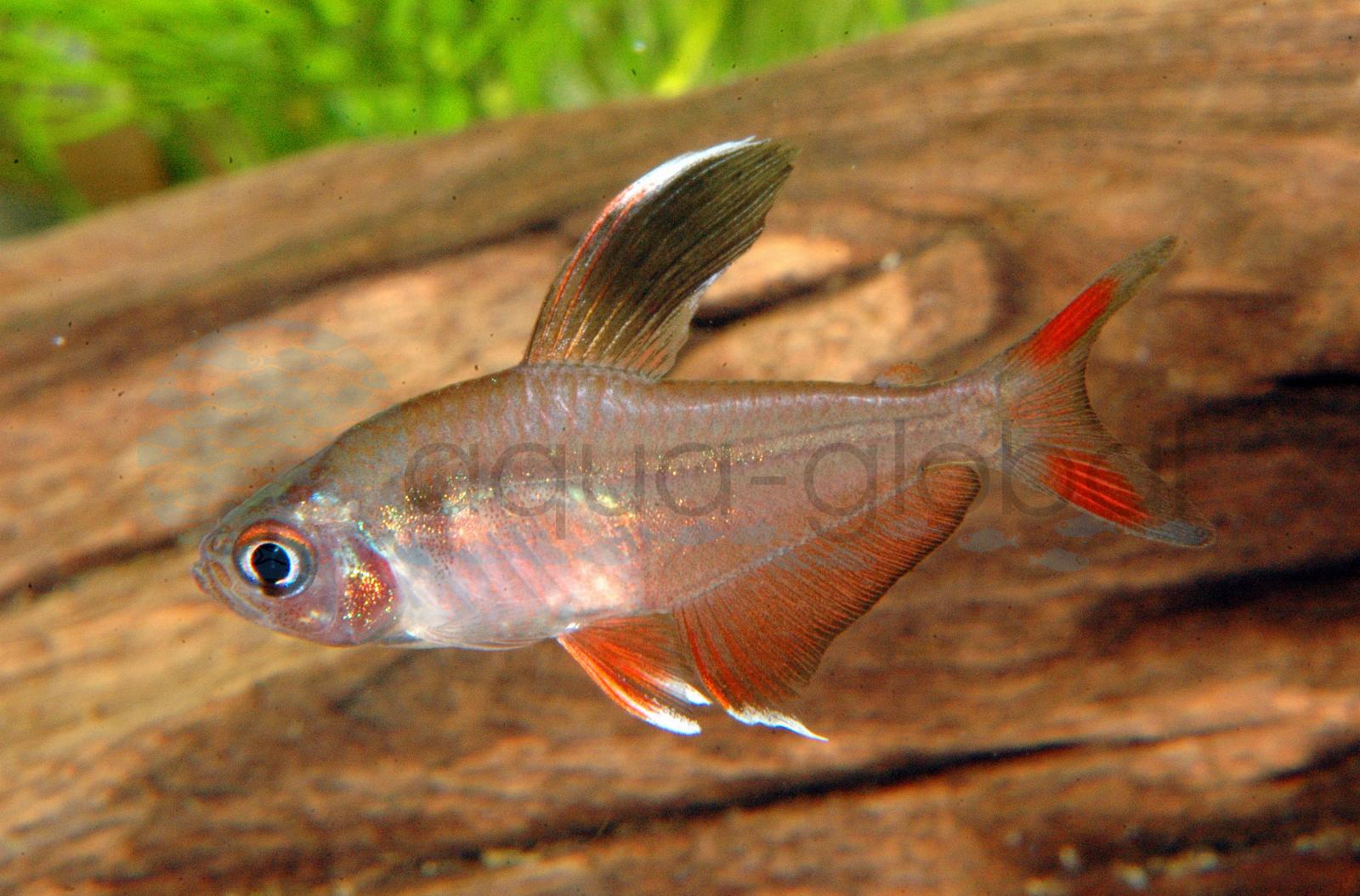Schmucksalmler (Hyphessobrycon rosaceus)