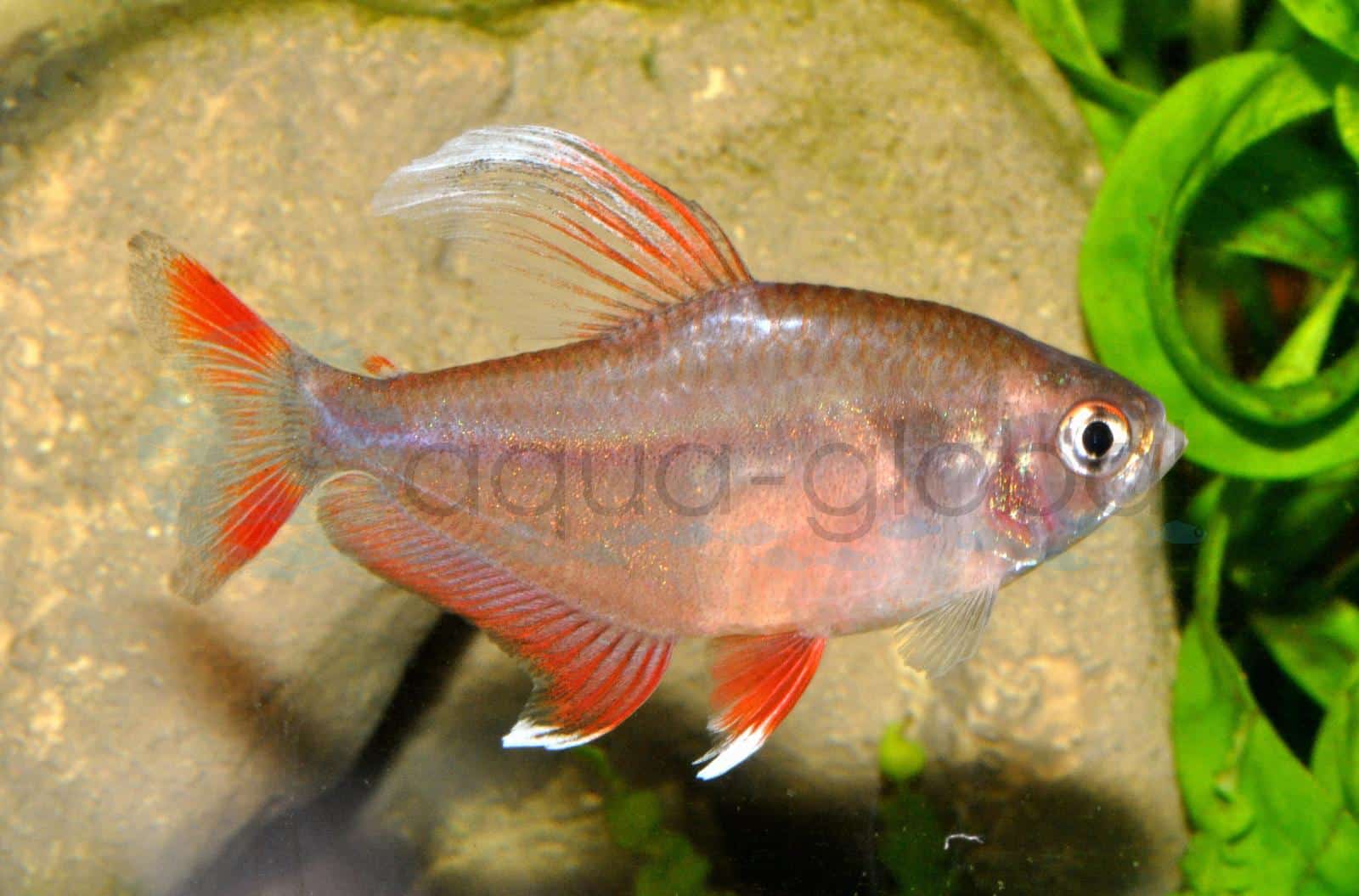 Weißflossen-Schmucksalmler (Hyphessobrycon rosaceus "White Fin")