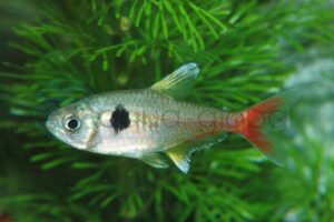 Gelber Phantomsalmler