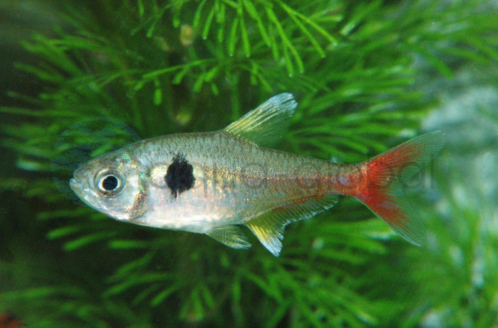 Gelber Phantomsalmler (Hyphessobrycon roseus)
