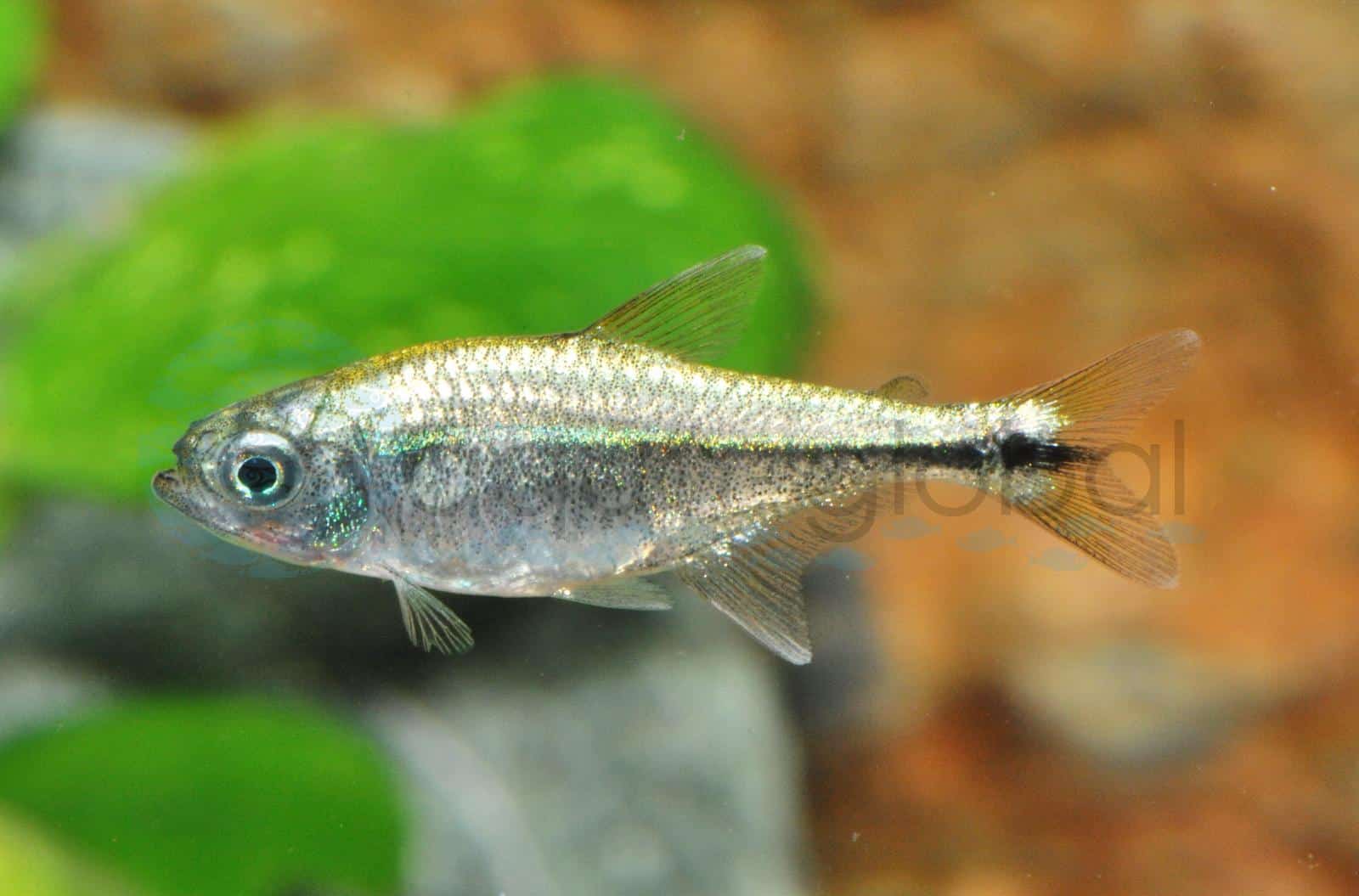 Gold-Tetra (Hyphessobrycon saizi/eos)