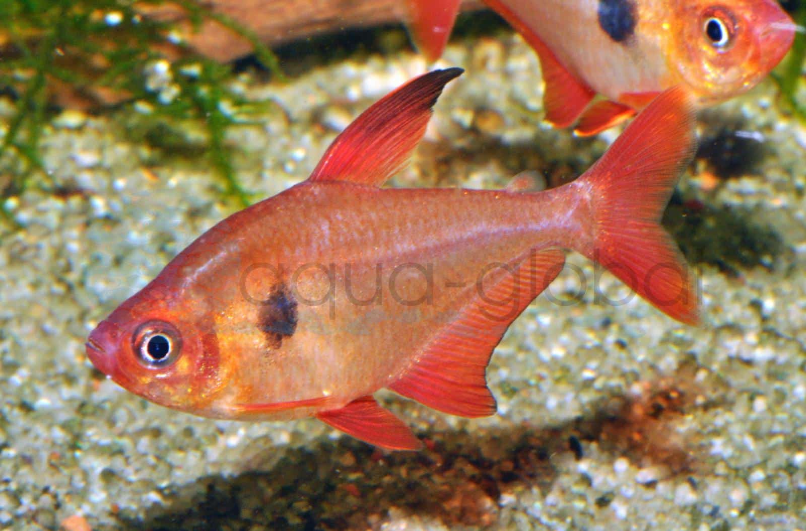 Roter Phantomsalmler