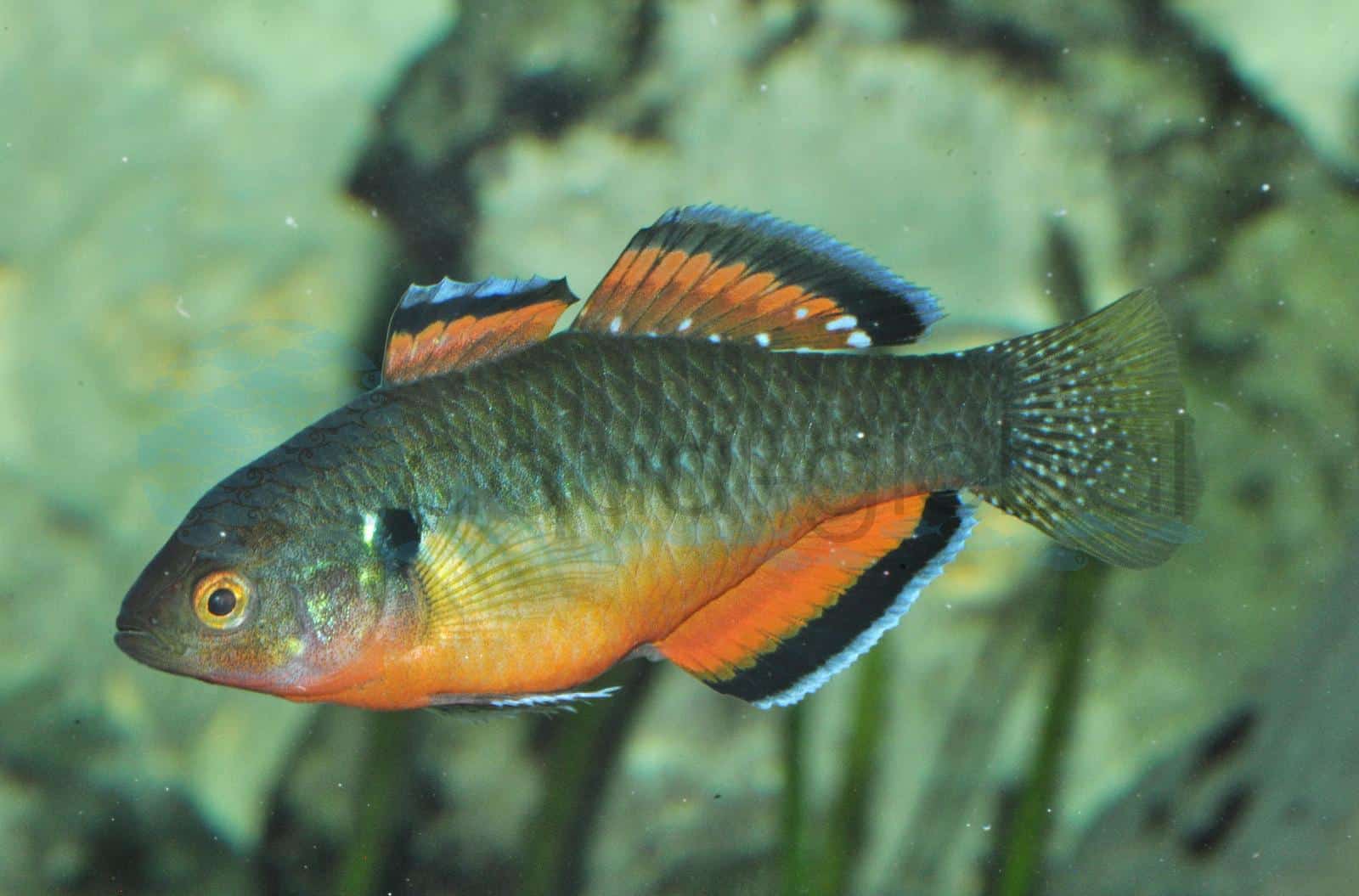 Rote Kaisergrundel (Hypseleotris compressa)
