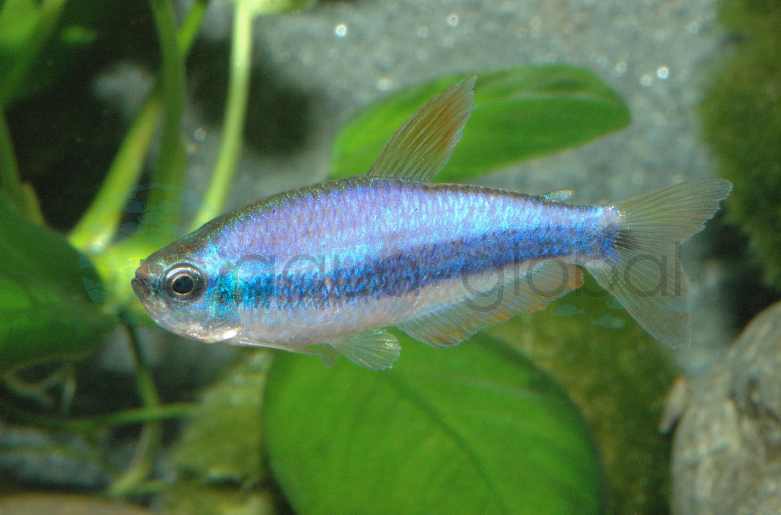 Königssalmler (Inpaichthys kerri)