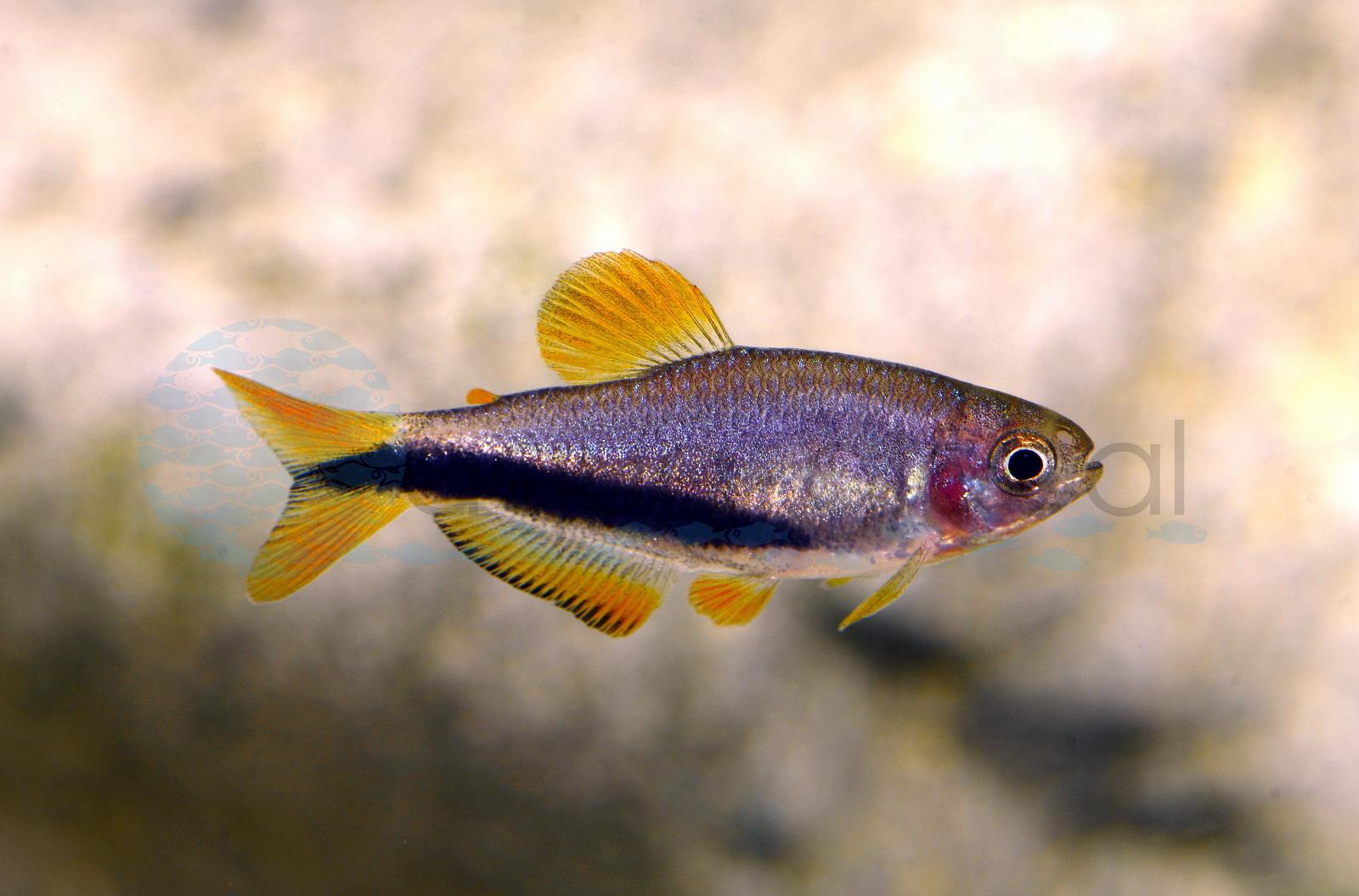 Black-Arrow-Königssalmler (Inpaichthys luizae)