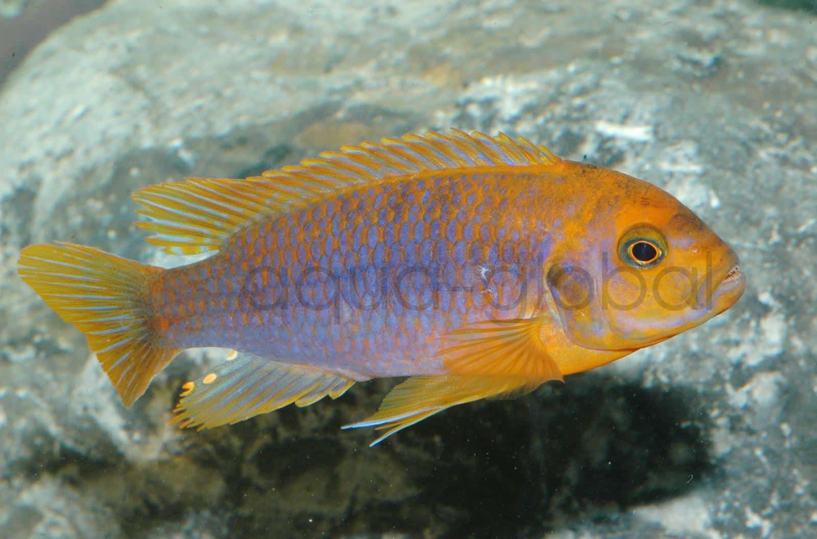 Violetter Maulbrüter (Iodotropheus sprengerae)