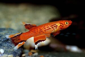 Killifische