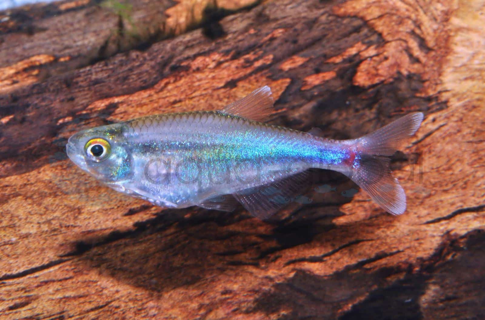 Blauer Perusalmler (Knodus borki "B. fredcochui")