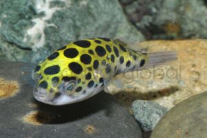 Kugelfische