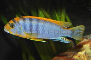 Blauer Labidochromis, "Red Top"