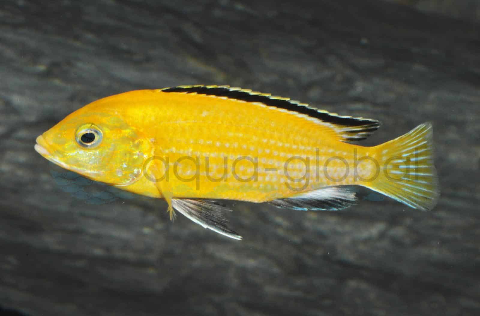 Gelber Labidochromis (Labidochromis caeruleus)