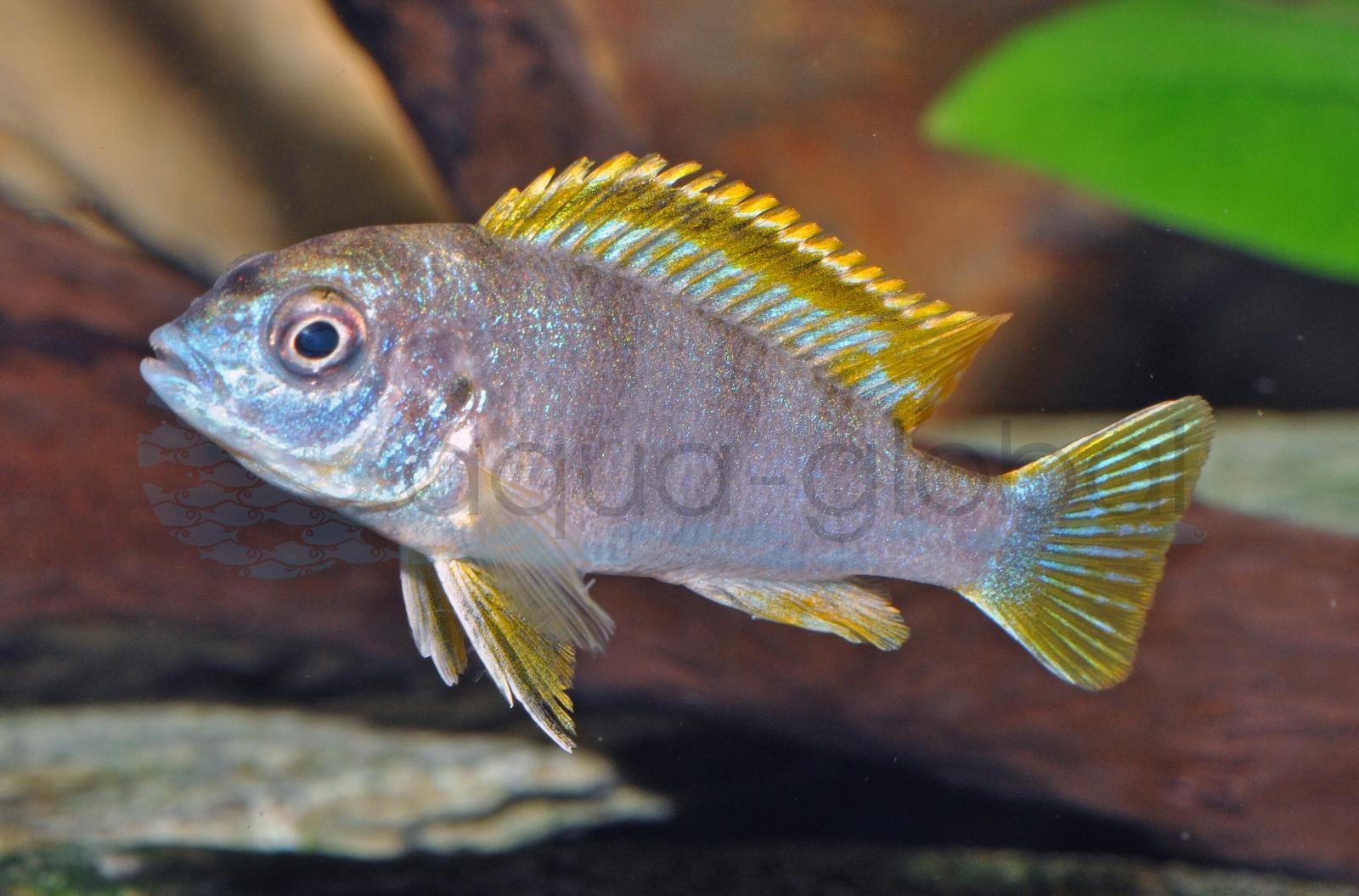 Perlmutt-Labidochromis (Labidochromis sp. "Perlmutt")