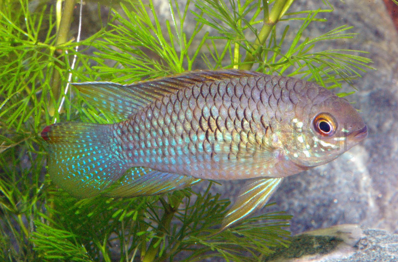 Tüpfelbuntbarsch (Laetacara curviceps)