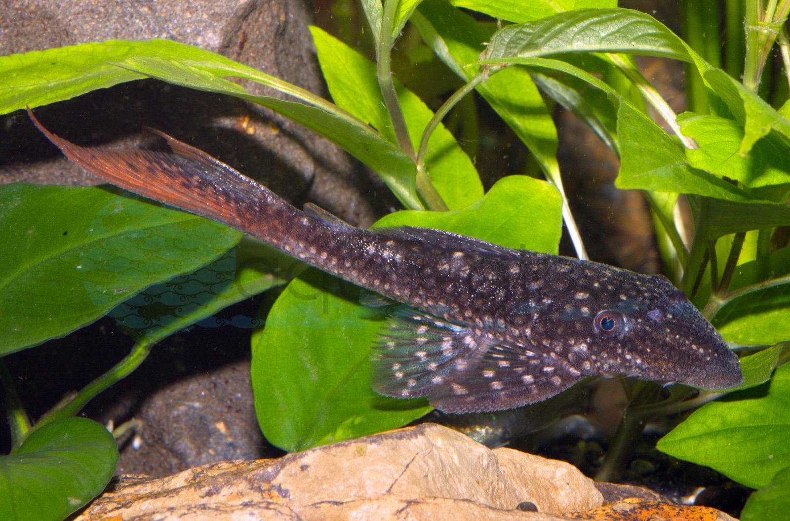 Rotschwanz-Harnischwels (Lasiancistrus heteracanthus)