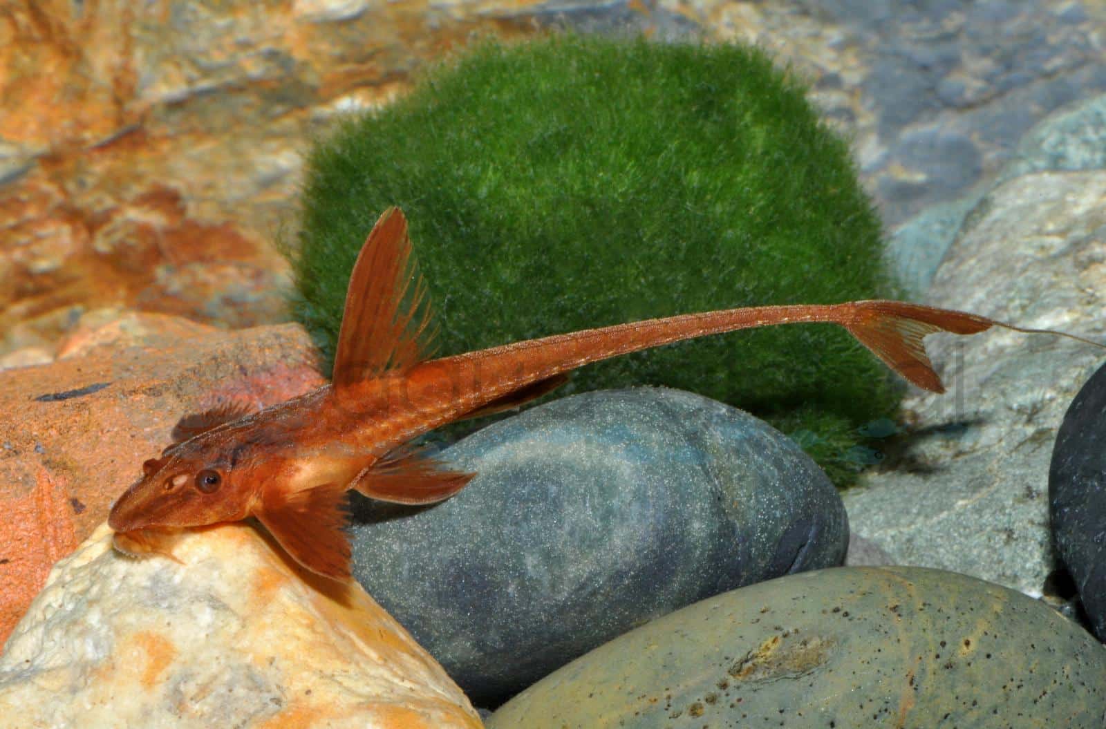 Roter Hexenwels (Leliella/Rineloricaria sp.)