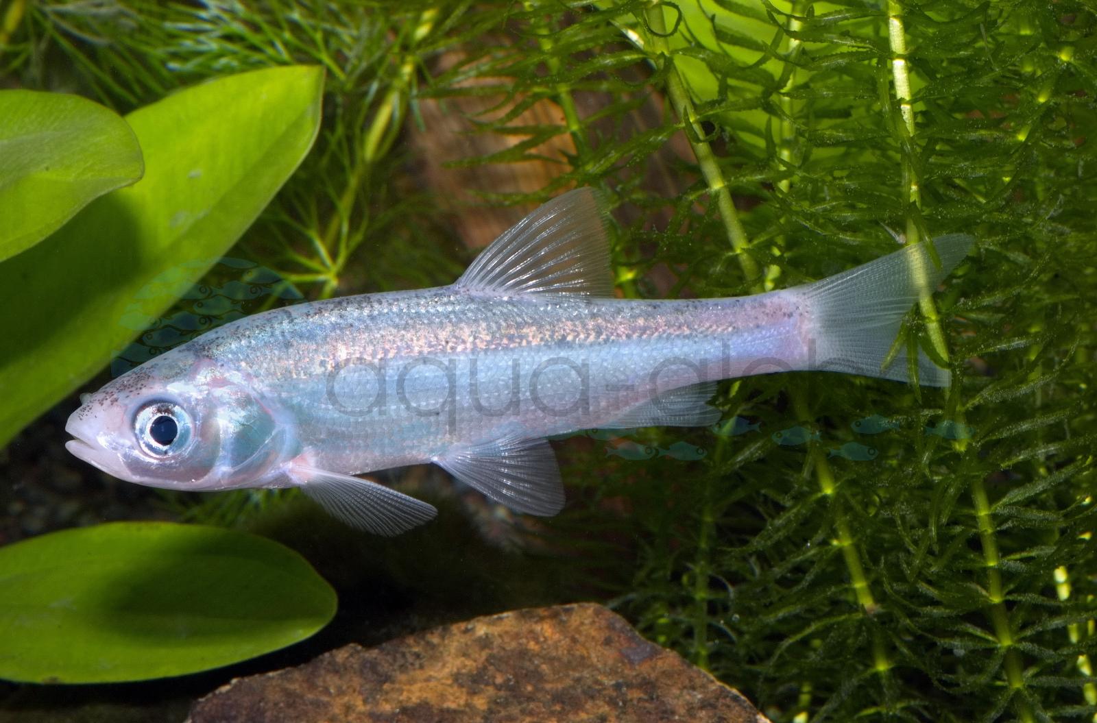 Blaue Orfe (Leuciscus idus "Blau")
