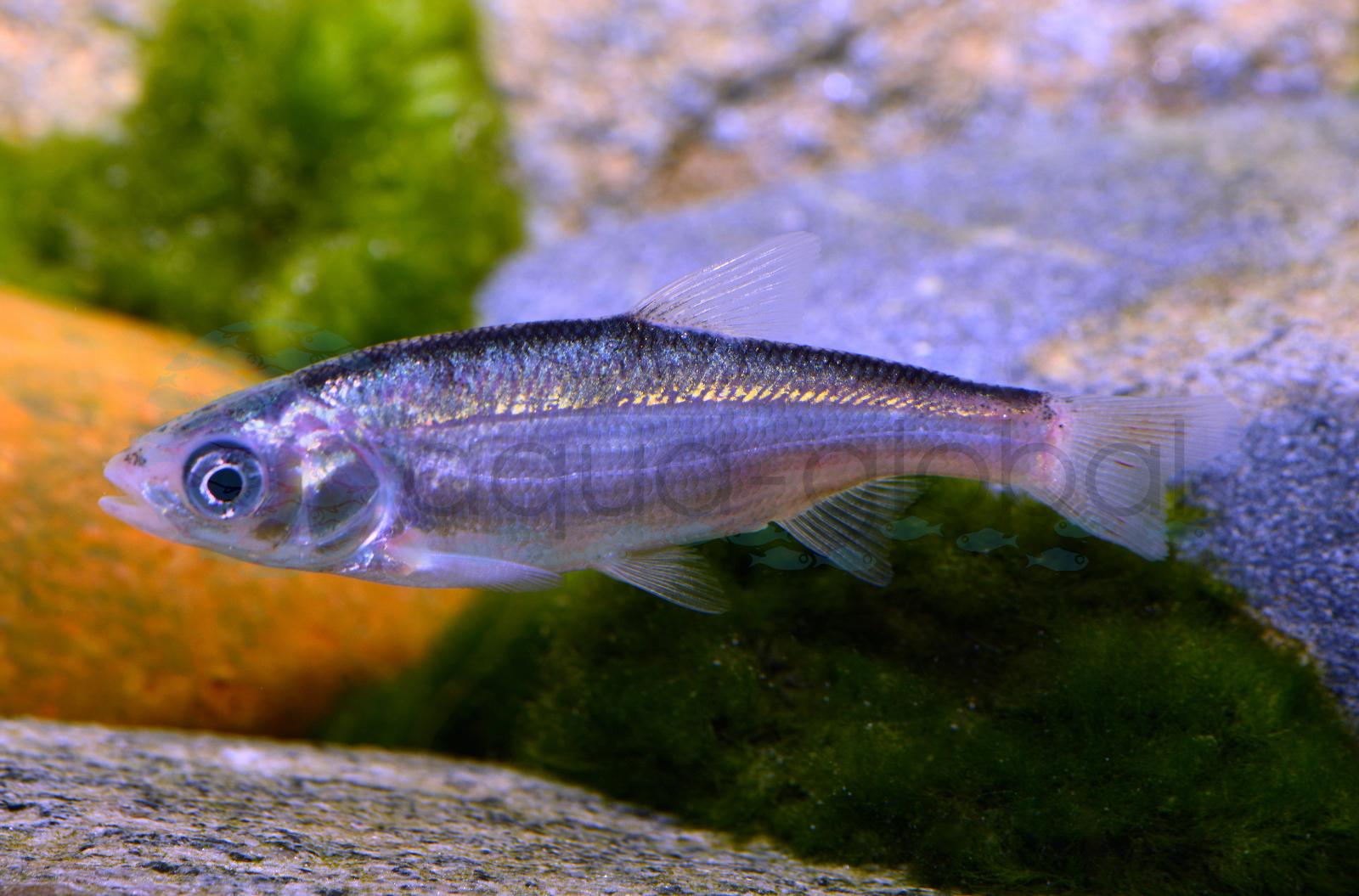 Pink-Tiger Orfe (Leuciscus idus "Pink Tiger")
