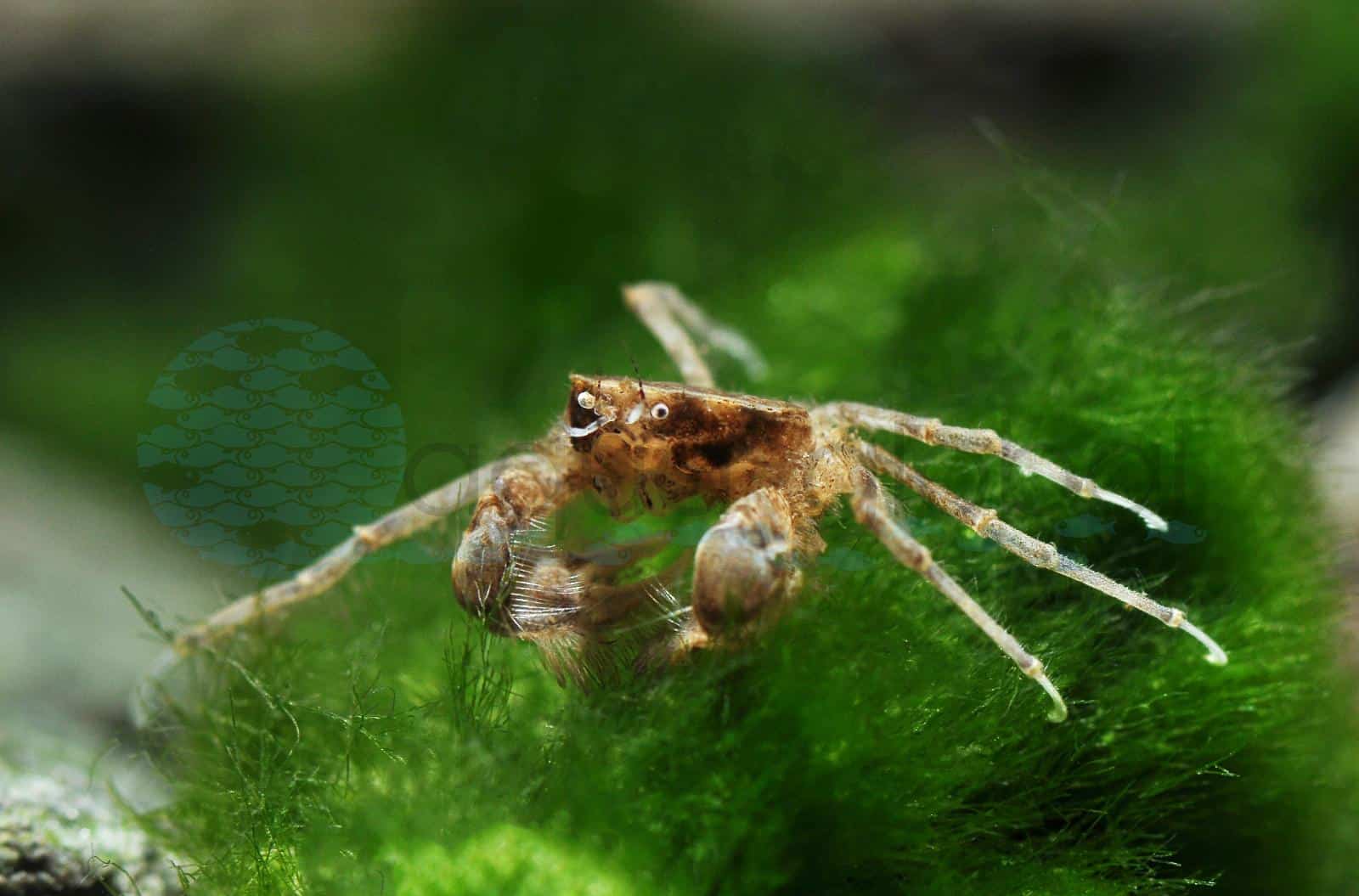 Zwerg-Spinnenkrabbe (Limnopilos naiyanetri)