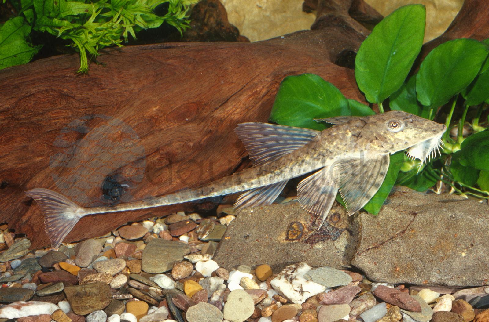 Maulbr. Tucuman-Hexenwels (Loricaria tucumanensis)