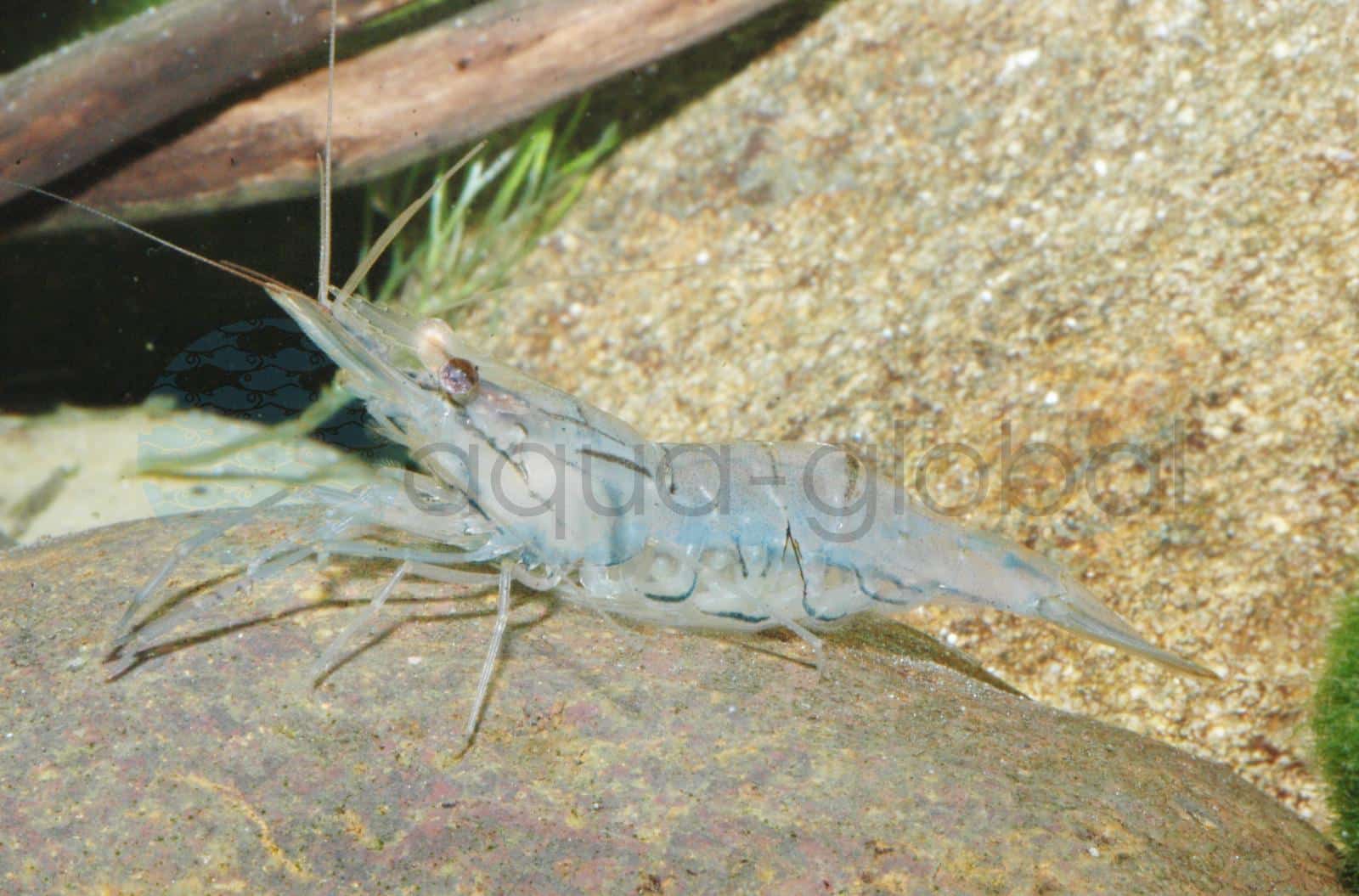 Glasgarnele (Macrobrachium lanchesteri)