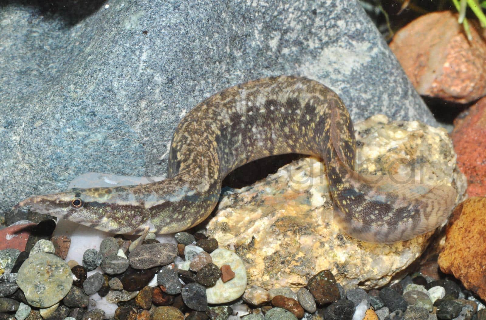 Gürtel-Stachelaal (Macrognathus circumcinctus)