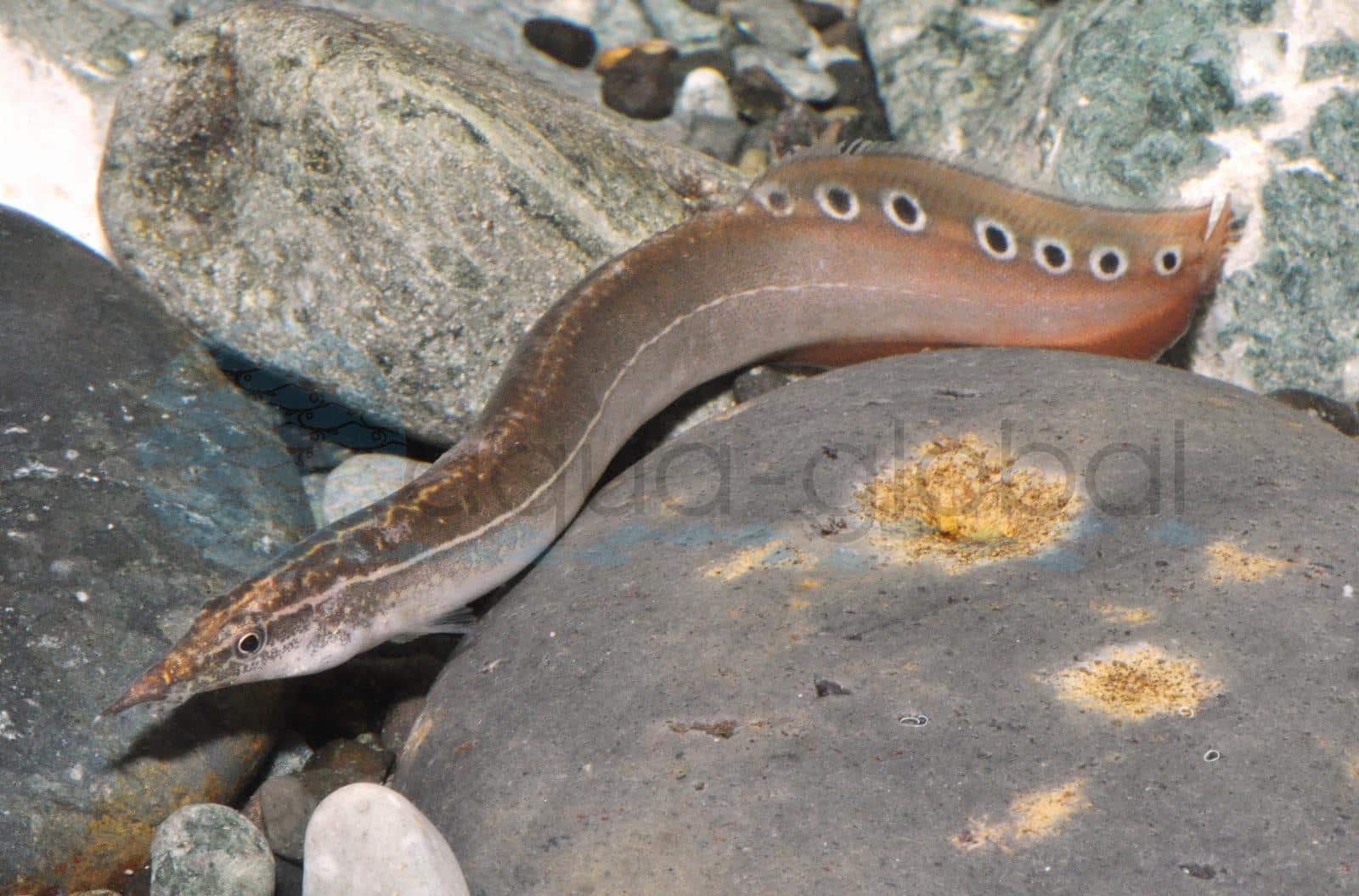Pfauenaugen-Stachelaal-Rot (Macrognathus siamensis)