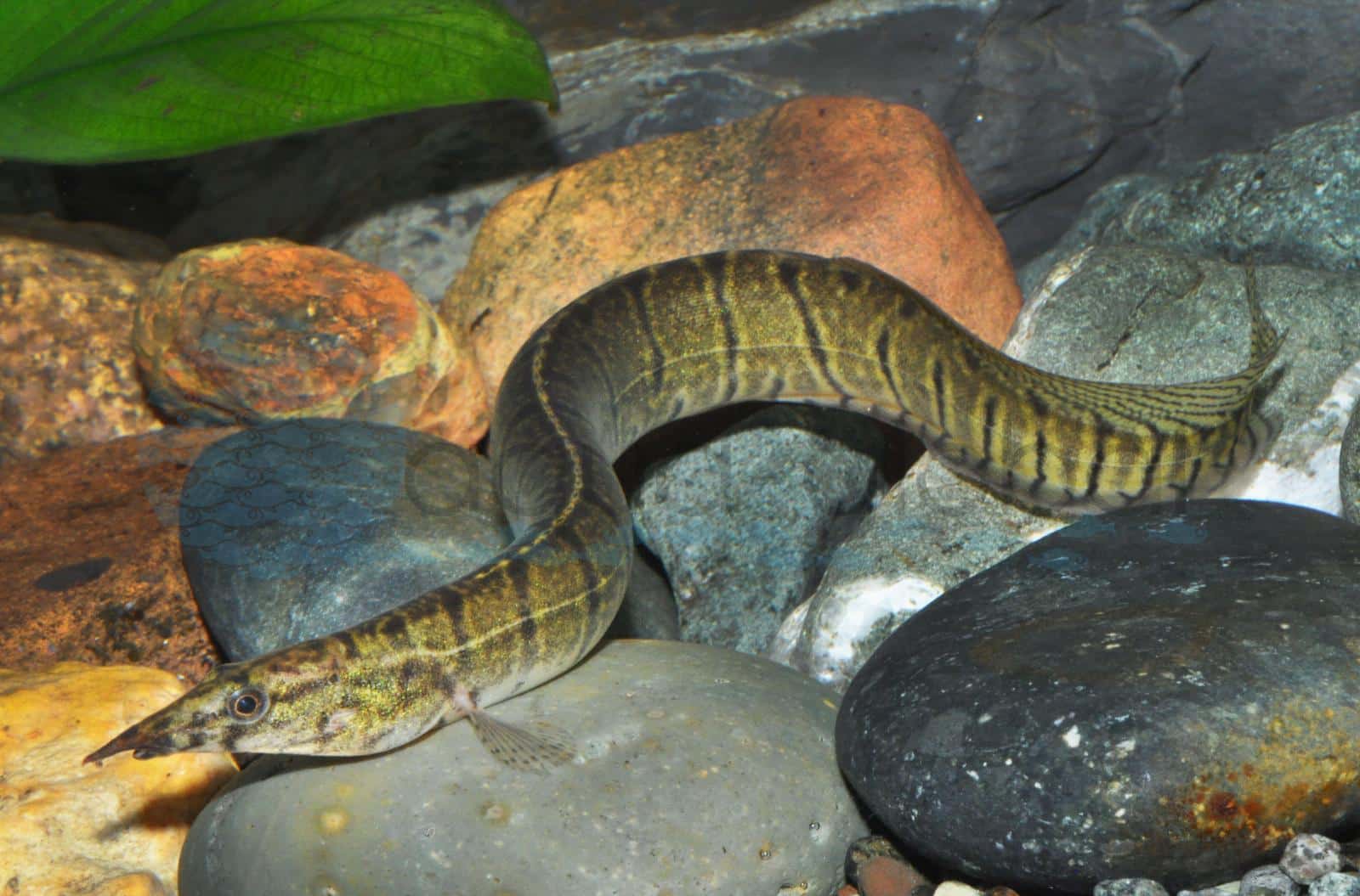 Zebra-Stachelaal (Macrognathus zebrinus)