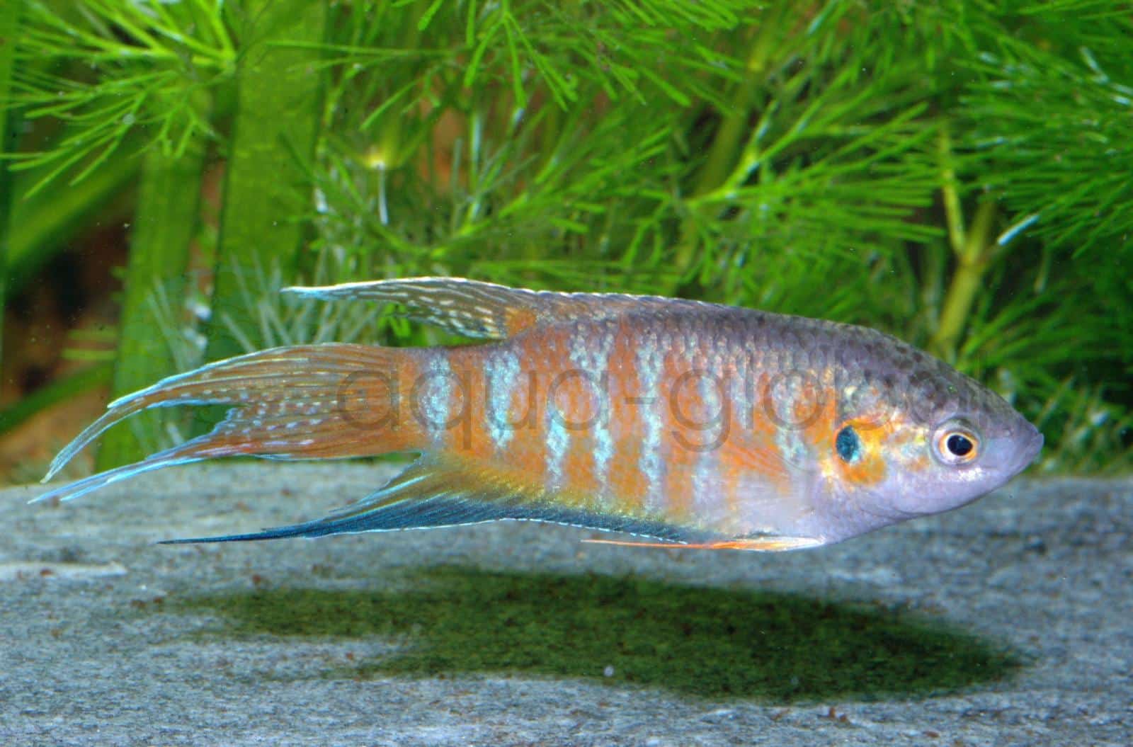 Makropode-Wildfarbig (Macropodus opercularis)