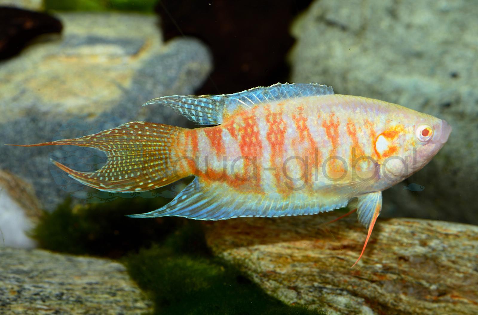 Makropode-Albino (Macropodus opercularis "Albino")
