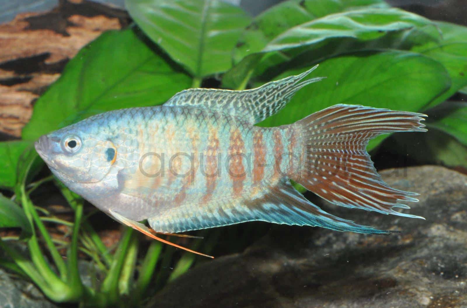 Makropode-Blau (Macropodus opercularis "Blau")