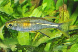 Celebes-Sonnenstrahlfisch