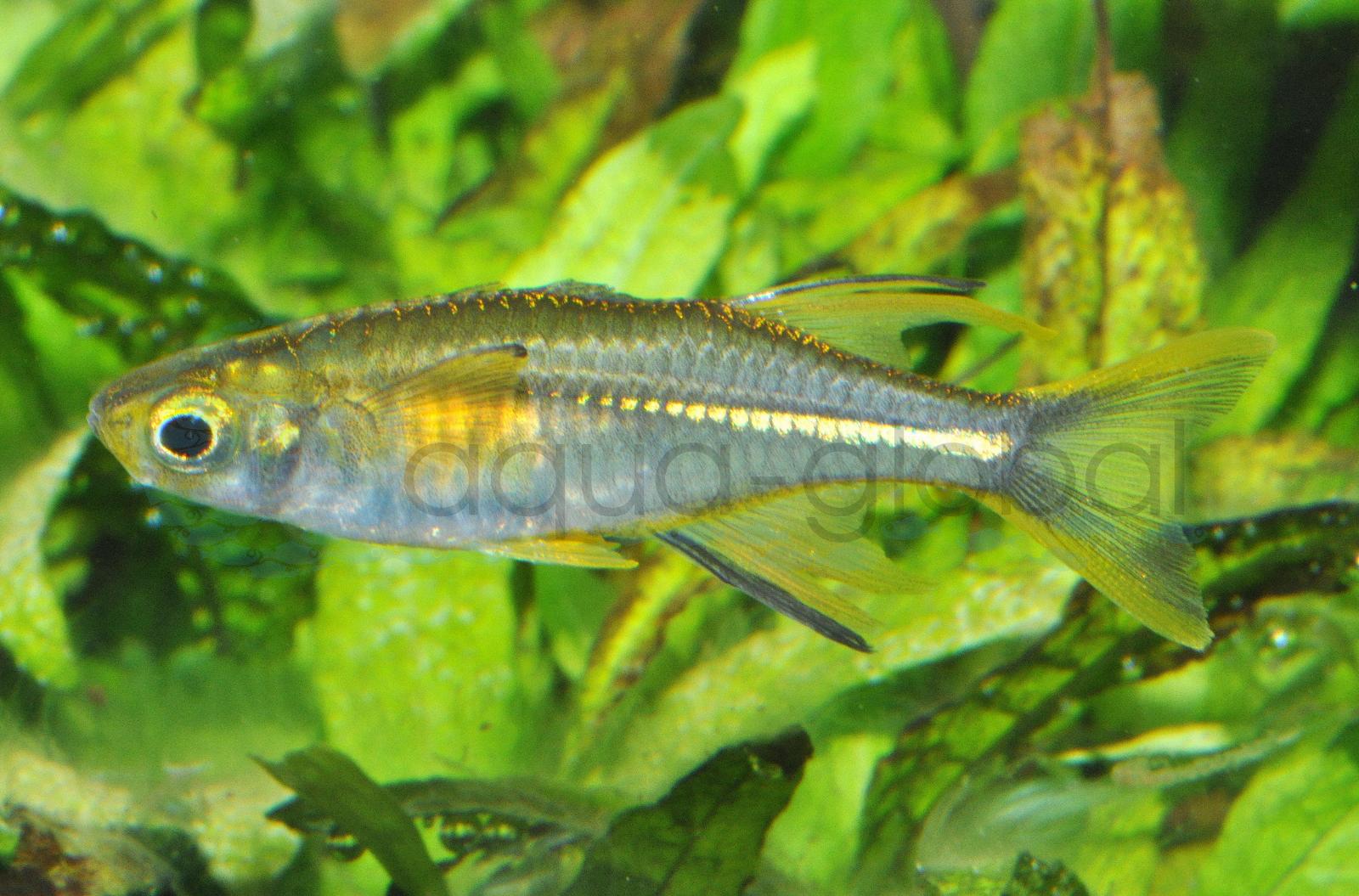 Celebes-Sonnenstrahlfisch (Marosatherina ladigesi)