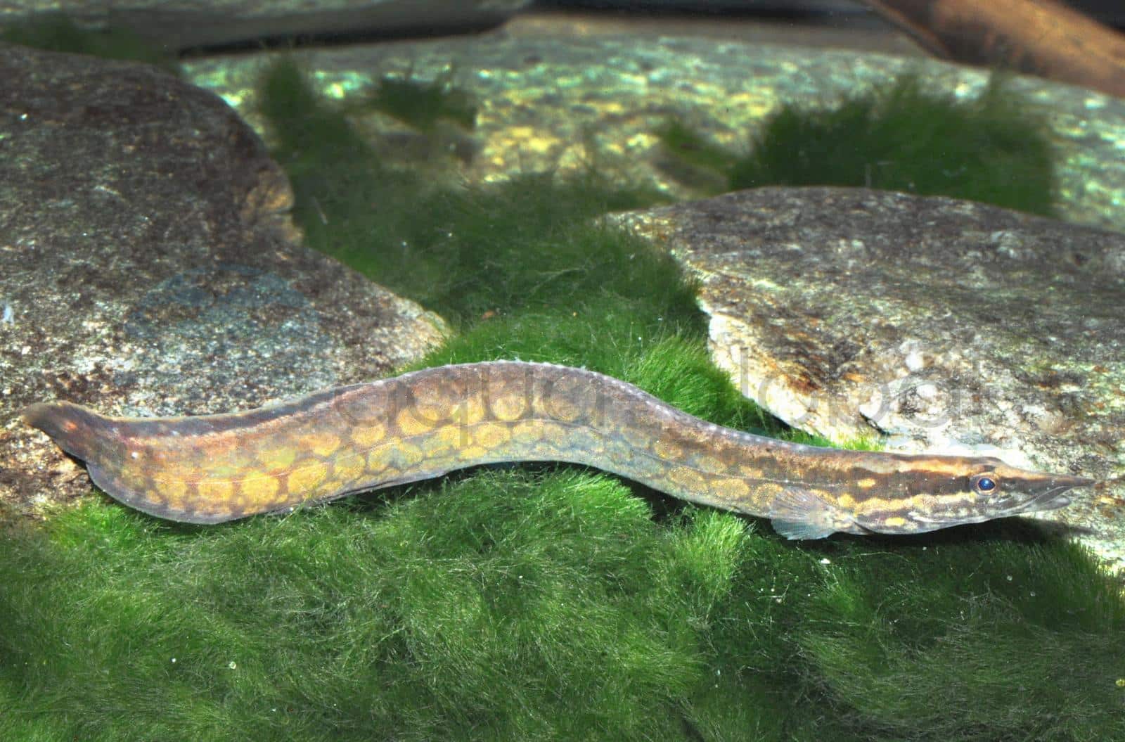 Marmor-Stachelaal (Mastacembelus armatus)