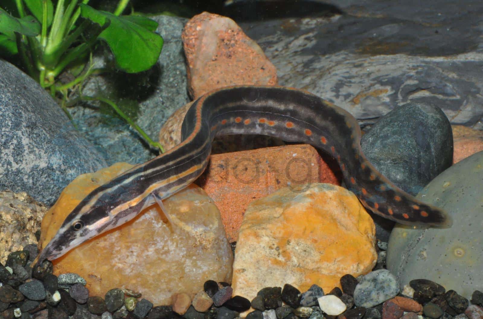 Feueraal (Mastacembelus erythrotaenia)