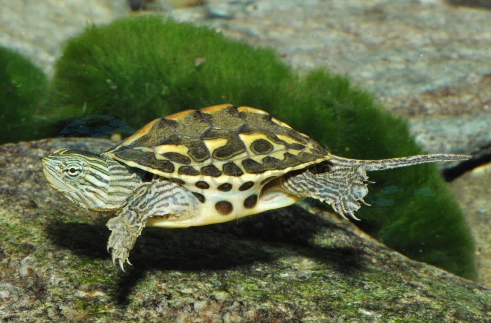 Chinesische Streifenschildkröte (Mauremys sinensis)
