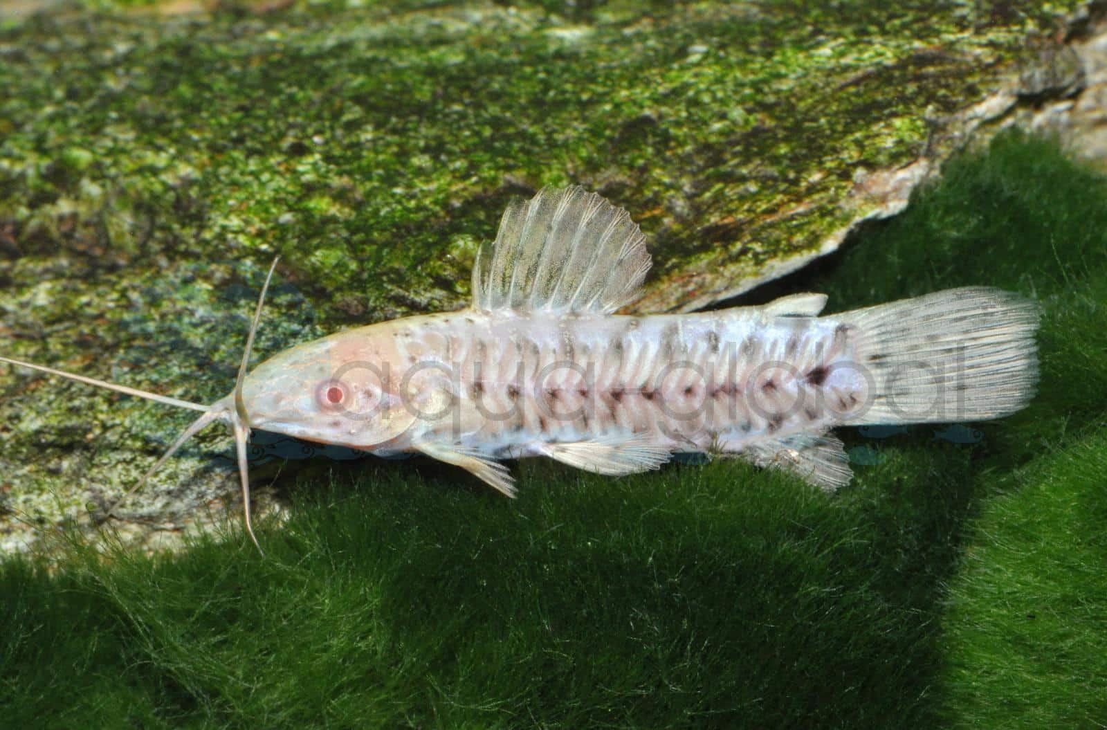 Gemalter Schwielenwels-Albino (Megalechis thoracata "Albino")