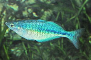 Blauer Regenbogenfisch