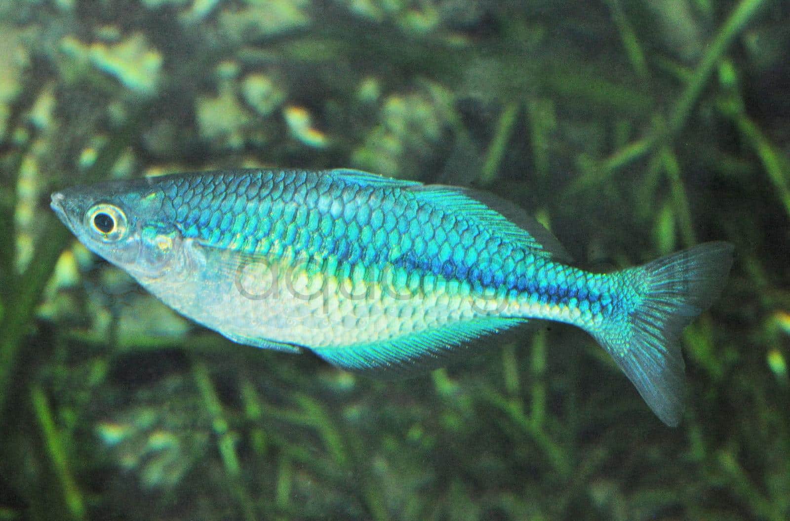 Blauer Regenbogenfisch (Melanotaenia lacustris)