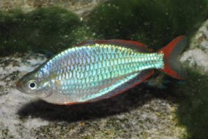 Diamant-Regenbogenfisch