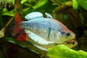 Eisblauer Regenbogenfisch