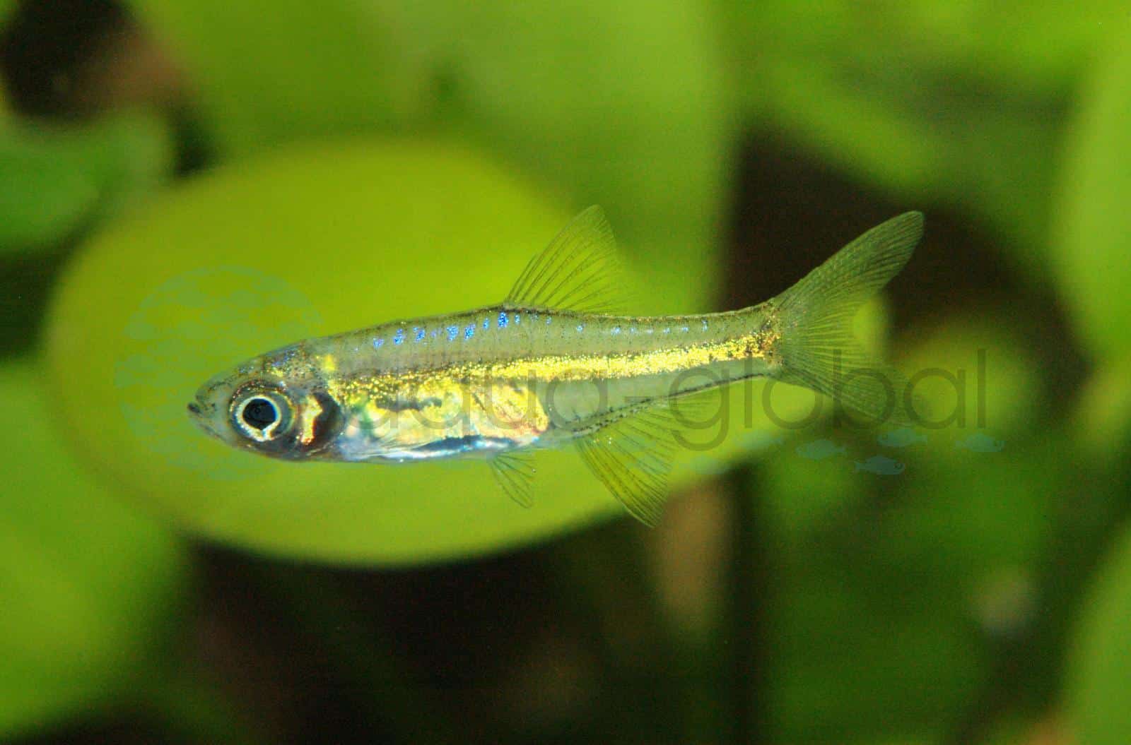 Smaragd-Zwergrasbora (Microdevario kubotai)