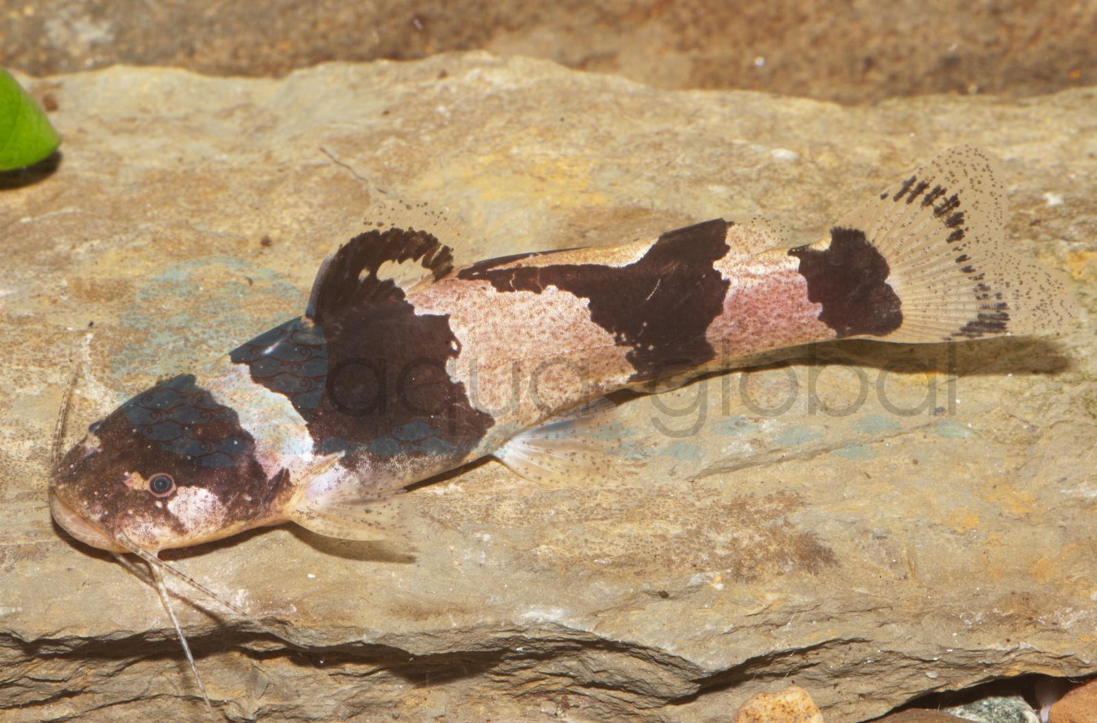 Hummelwels (Microglanis iheringi)