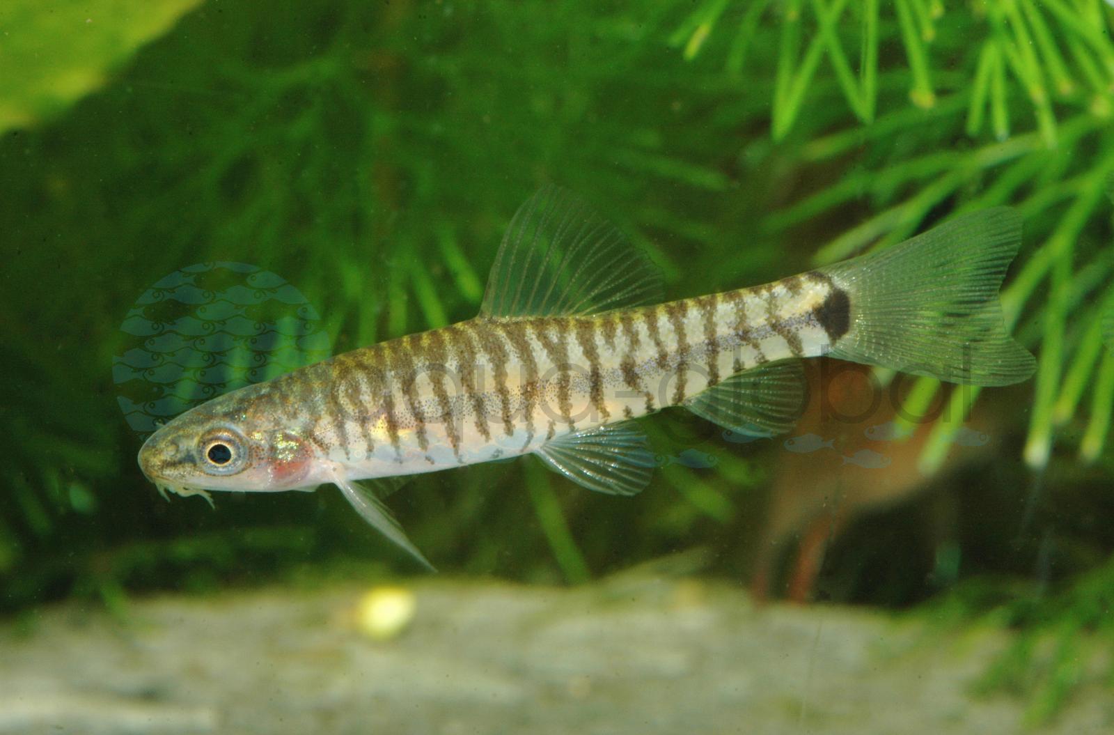 Tiger-Zwergschmerle (Micronemacheilus cruciatus)
