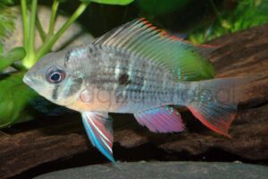 Bolivianischer Schmetterlingsbuntbarsch