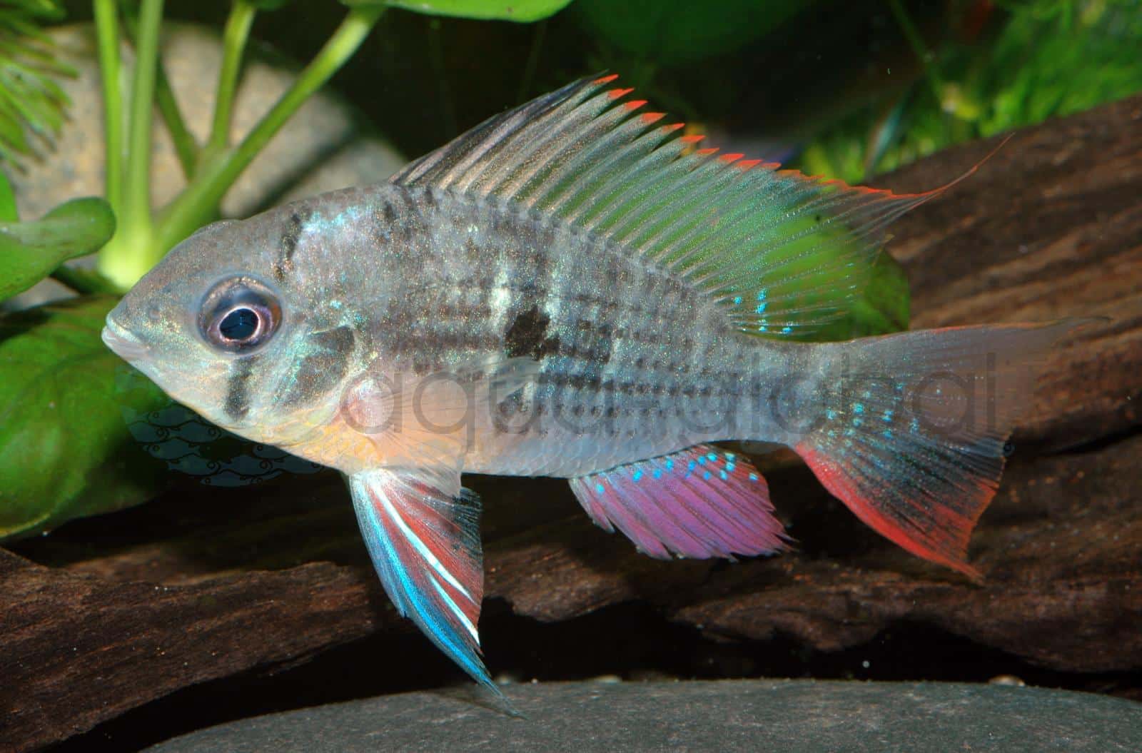Bolivianischer Schmetterlingsbuntbarsch (Mikrogeophagus altispinosus)