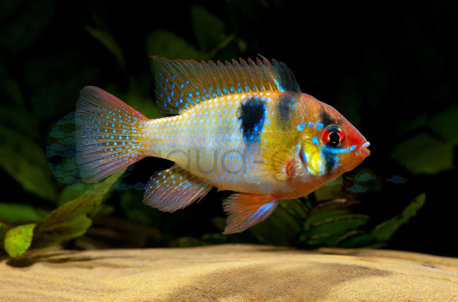 Schmetterlingsbuntbarsch (Mikrogeophagus ramirezi)