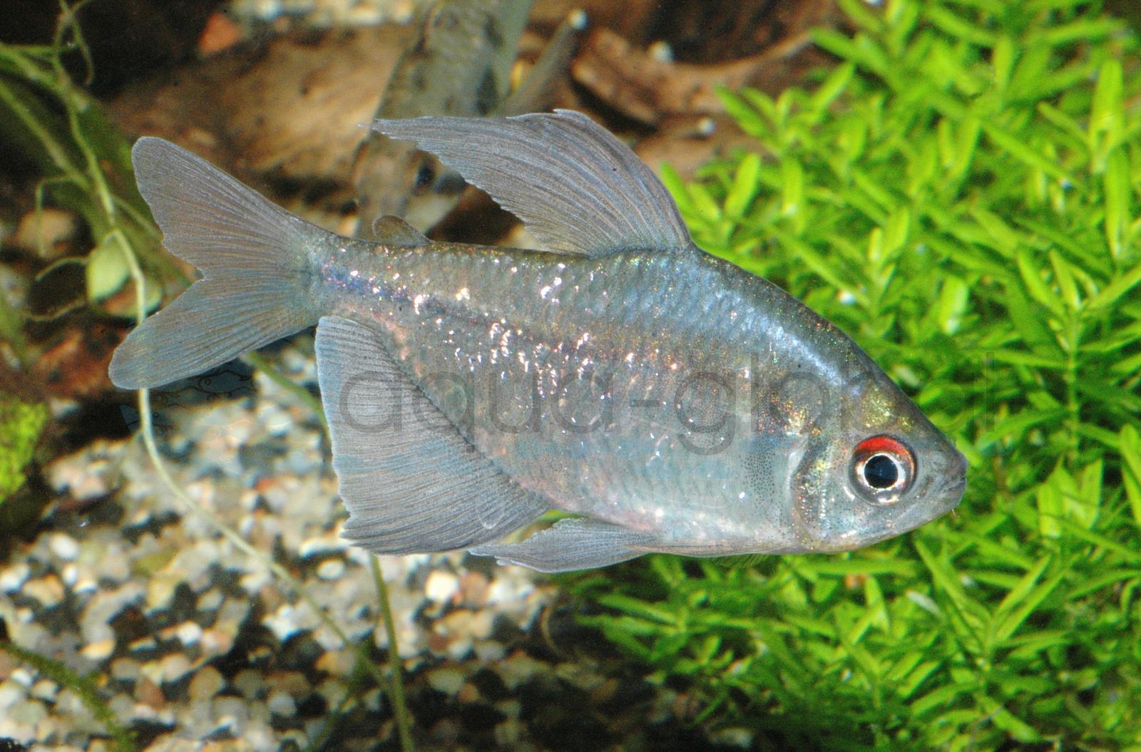 Brillantsalmler (Moenkhausia pittieri)