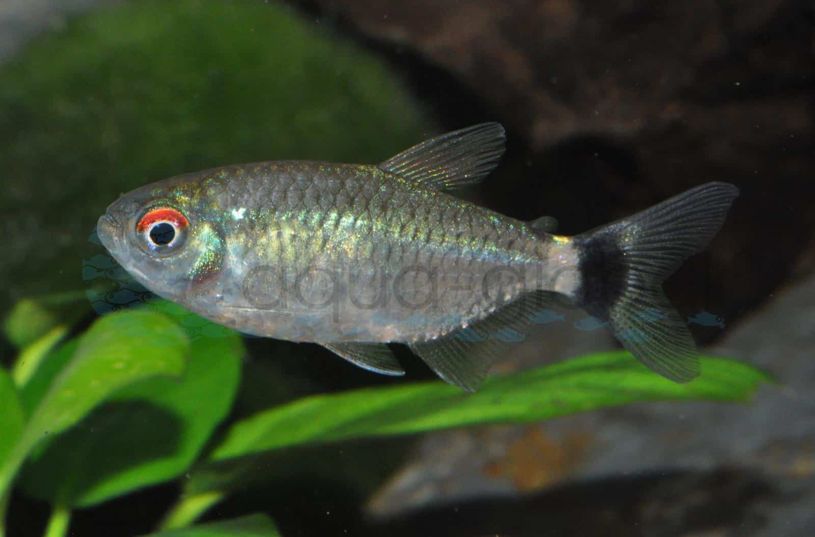 Rotaugen-Moenkhausia (Moenkhausia sanctaefilomenae)